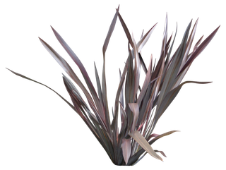 高清树木素材 免抠PSD植物素材 美术绘画园林贴图 树草灌木花草