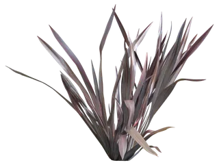 高清树木素材 免抠PSD植物素材 美术绘画园林贴图 树草灌木花草