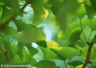 树木树叶-银杏树的嫩叶特写