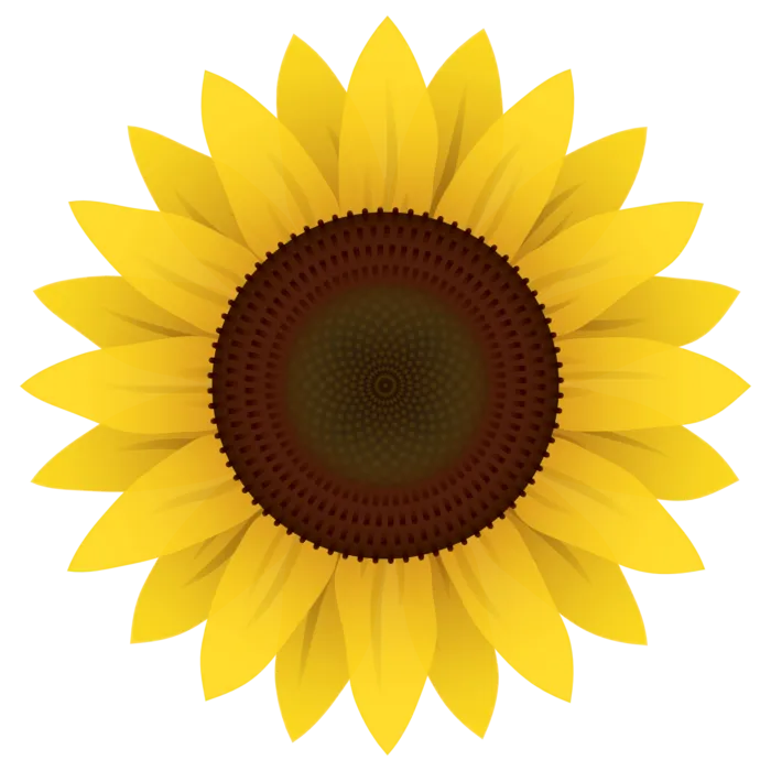 葵花瓜子向日葵