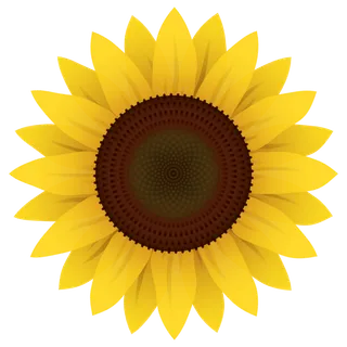 葵花瓜子向日葵