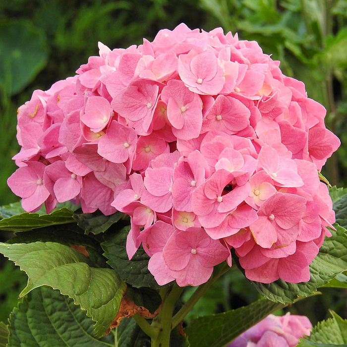 花朵 花束 植物 素材 (28)