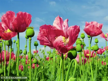 高清唯美虞美人鲜花花海图片 高清唯美虞美人鲜花花海图片