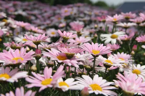 公园粉色菊花绽放图片 公园粉色菊花绽放图片