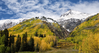 秋天秋日树落叶山坡高清背景
