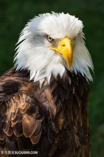 阳光下站着的老鹰图片鸟图片 阳光下站着的老鹰图片鸟图片