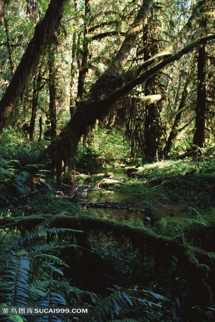 热带雨林图片