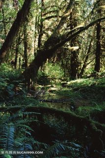 热带雨林图片
