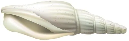 贝壳 PNG免抠(600x192)