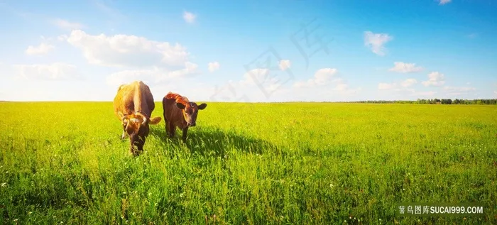 两头正在吃草的黄牛