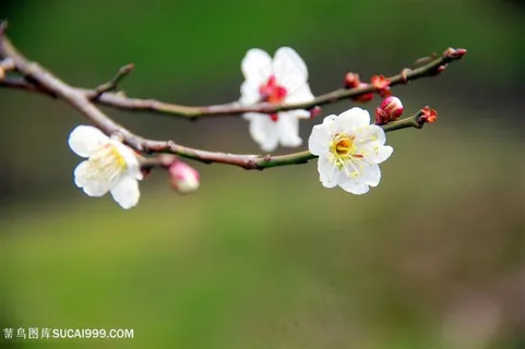 高清唯美枝头盛开的梅花图片 高清唯美枝头盛开的梅花图片