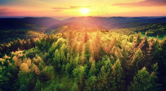 美丽的森林日出风景图片