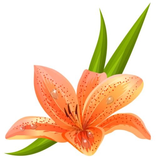百合花免抠(584x600)