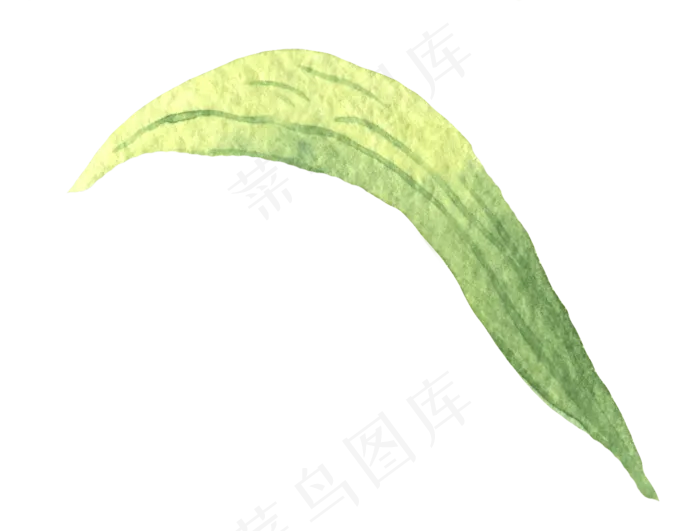 水彩插画-植物10