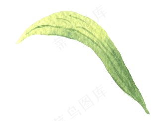 水彩插画-植物10