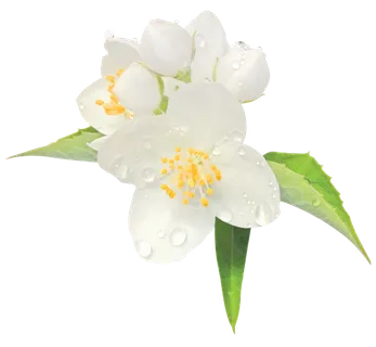 png 茉莉花 素材 免扣  白色 png 茉莉花 素材 免扣  白色