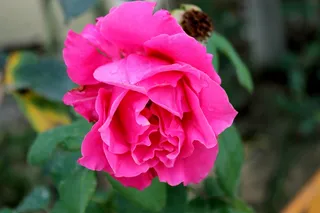 粉红色鲜花图片