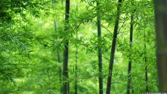 高清竹子竹林风景图片 高清竹子竹林风景图片