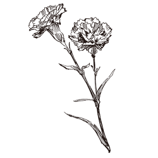 线条草本花卉手绘植物-康乃馨
