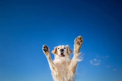 扑向天空的金毛狗狗图片