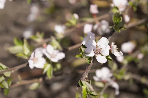 白色美丽花朵 白色美丽花朵