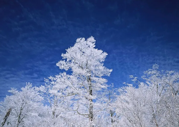 冰天雪地 230