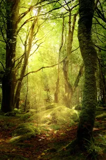 阳光洒在树林里风景图片