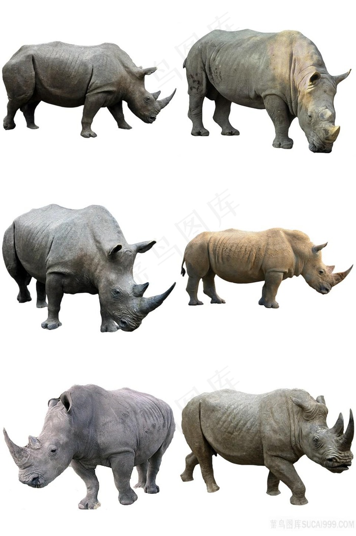 犀牛免抠素材