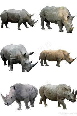 犀牛免抠素材