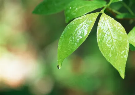 森林的树缝穿过的光美丽风景jpg素材 森林的树缝穿过的光美丽风景jpg素材