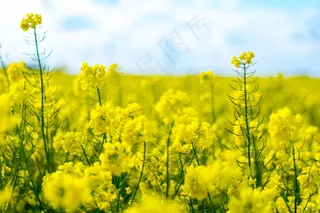 黄色油菜花高清摄影图片
