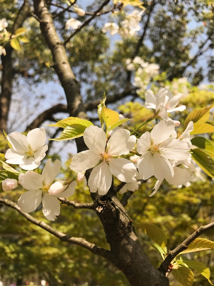 白色的樱花图片