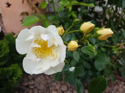 开放白色月季花图片 开放白色月季花图片