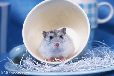杯子里的小仓鼠图片