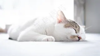 酣睡的小猫图片