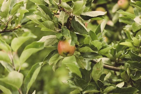 苹果树结果图片 苹果树结果图片