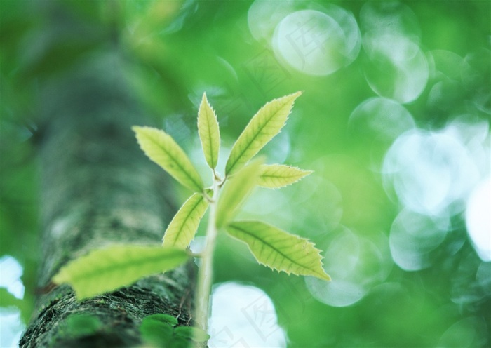 森林的树缝穿过的光春季美景图片素材