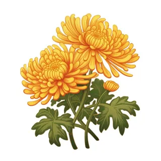 黄色手绘菊花免抠