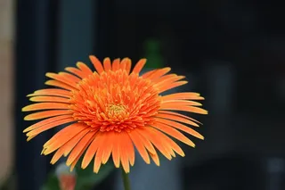 美丽花朵特写图片