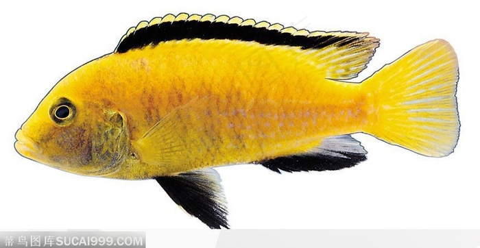 条状热带鱼标本