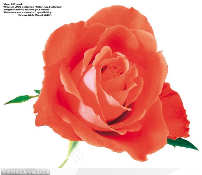 玫瑰花束-漂亮的红色玫瑰花