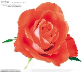 玫瑰花束-漂亮的红色玫瑰花