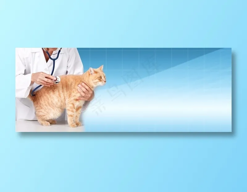 宠物猫咪照片