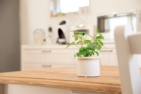 黄色桌子上的植物