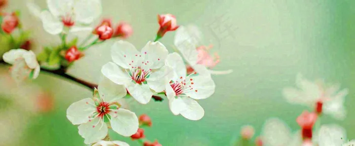盛开的花朵立春，清新春天(1712x704)