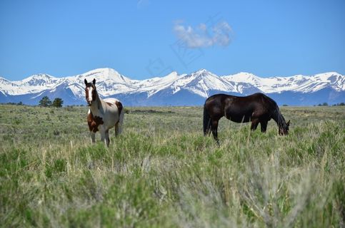 高原上的马儿图片