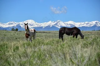 高原上的马儿图片