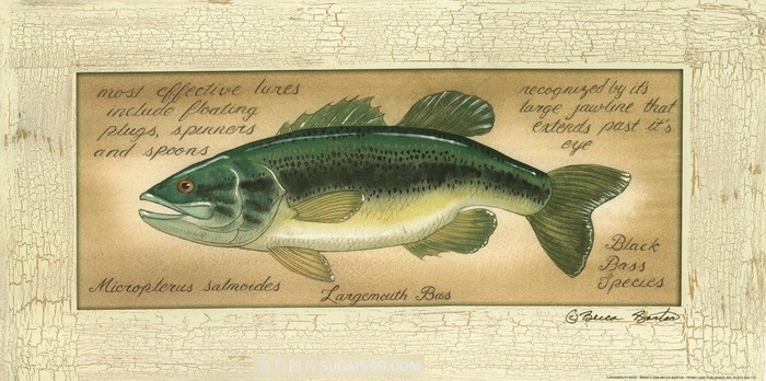 海鱼唯美复古艺术插画