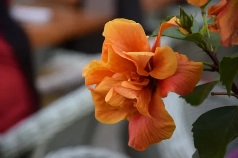 橙色木槿花朵图片 橙色木槿花朵图片
