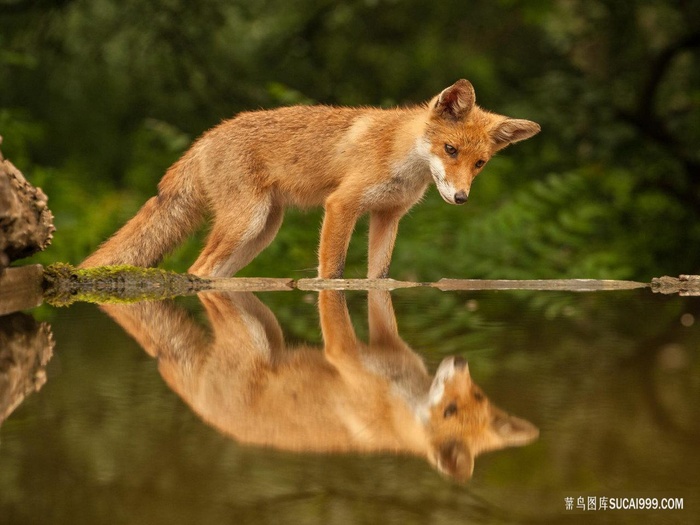 森林里水面上的狐狸图片